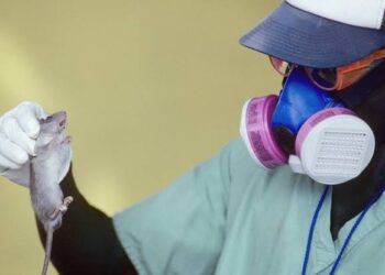 Lassa fever kill 20 In 1 Week -NCDC