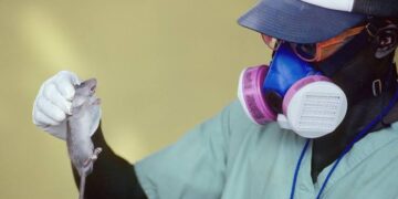 Lassa fever kill 20 In 1 Week -NCDC