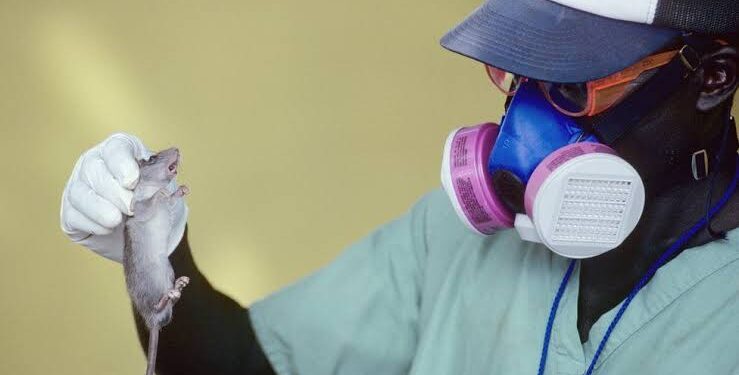 Lassa fever kill 20 In 1 Week -NCDC