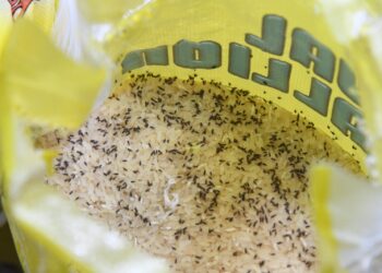 RISING PRICE: FCCPC raids Abuja super market, seize 97 bags of substandard rice