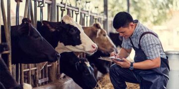 Enugu State Governor ends open grazing of cattles, signs law promoting livestock production