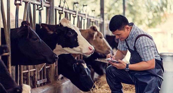 Enugu State Governor ends open grazing of cattles, signs law promoting livestock production
