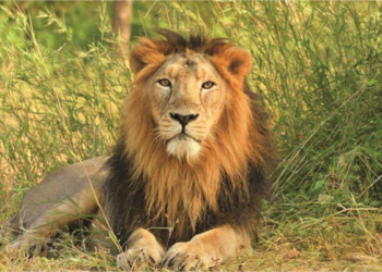 Lion kills handler at Obasanjo garden