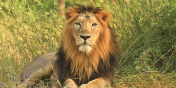 Lion kills handler at Obasanjo garden