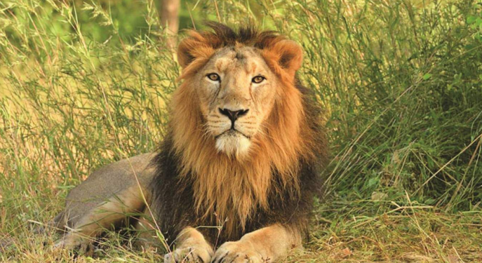 Lion kills handler at Obasanjo garden