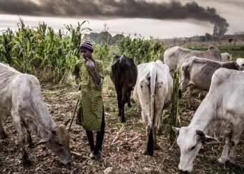 Court jail  herders for unlawful grazing