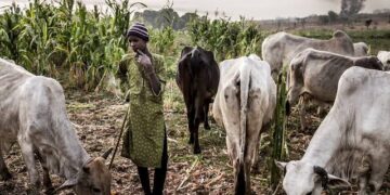 Court jail  herders for unlawful grazing