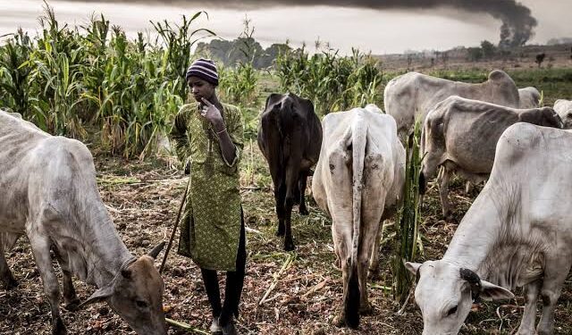 Court jail  herders for unlawful grazing