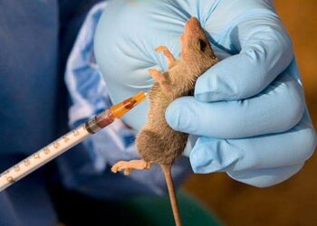 Ondo tops as Lassa Fever death toll rises to 53