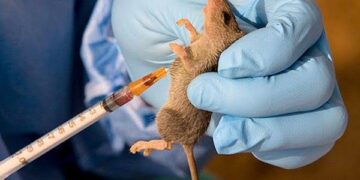 Ondo tops as Lassa Fever death toll rises to 53