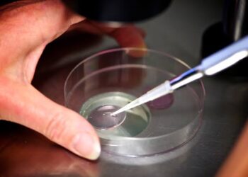 IVF clinic admits embryo mix-up as mother gives birth to another patient’s baby