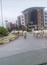 Imo government move to end open grazing in Owerri, issues two-week ultimatum to herders