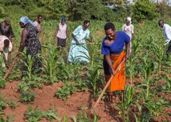 FCT farmers lament rising costs of fertilisers, agrochemicals