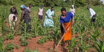 FCT farmers lament rising costs of fertilisers, agrochemicals