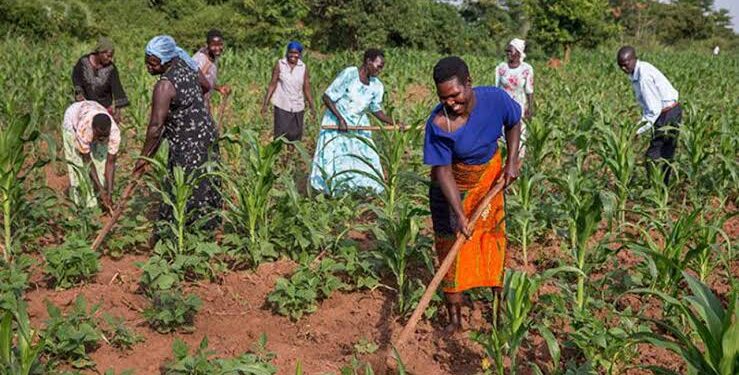 FCT farmers lament rising costs of fertilisers, agrochemicals