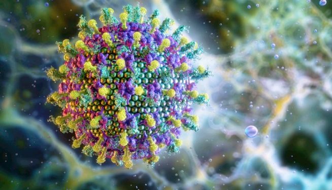 Nipah virus threat: Why Nigeria must act early to prevent another public health crisis | By Daniel Nduka Okonkwo