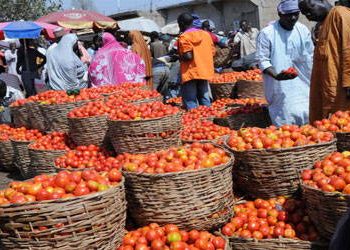 Ramadan: No plans to hike  price of tomatoes, farmers reassure Nigerians