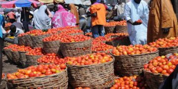 Ramadan: No plans to hike  price of tomatoes, farmers reassure Nigerians