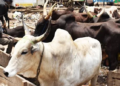Police foil cattle rustling, recover 40 cows in Katsina 