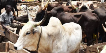 Police foil cattle rustling, recover 40 cows in Katsina 