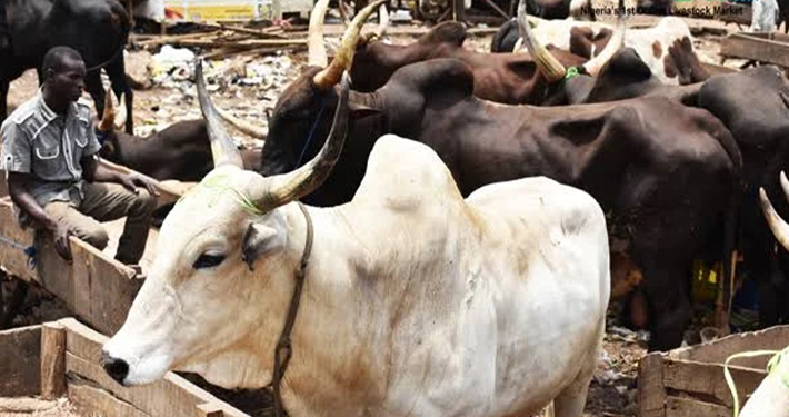 Police foil cattle rustling, recover 40 cows in Katsina