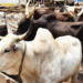 Police foil cattle rustling, recover 40 cows in Katsina