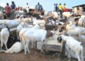 Eid-el-Kabir: Jigawa residents lament 300% rise in prices of rams