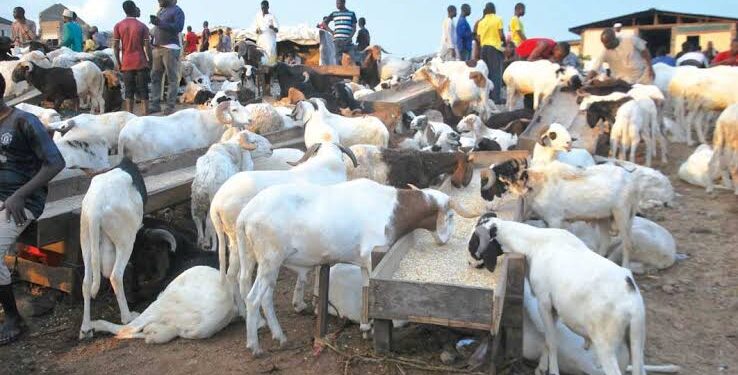Eid-el-Kabir: Jigawa residents lament 300% rise in prices of rams