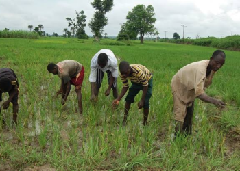 Farmers seek subsidised farm inputs to boost food production in Taraba