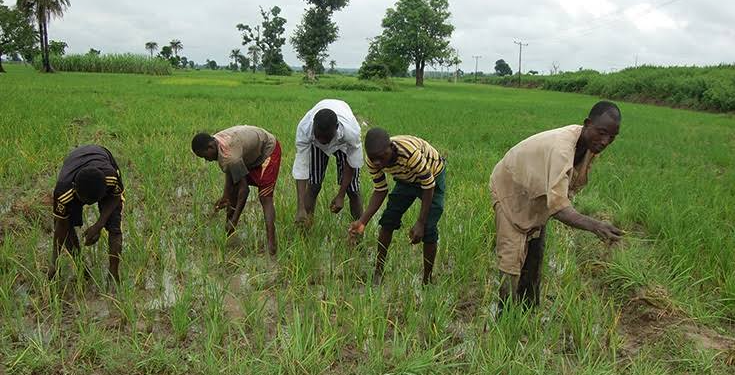 Farmers seek subsidised farm inputs to boost food production in Taraba
