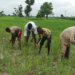 Farmers seek subsidised farm inputs to boost food production in Taraba