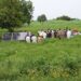 NASENI demonstrates solar irrigation system in Kano
