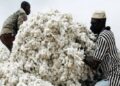 22,000 Gombe farmers quit cotton cultivation