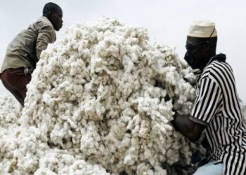 22,000 Gombe farmers quit cotton cultivation