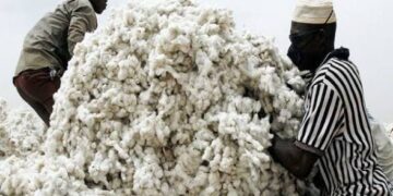 22,000 Gombe farmers quit cotton cultivation