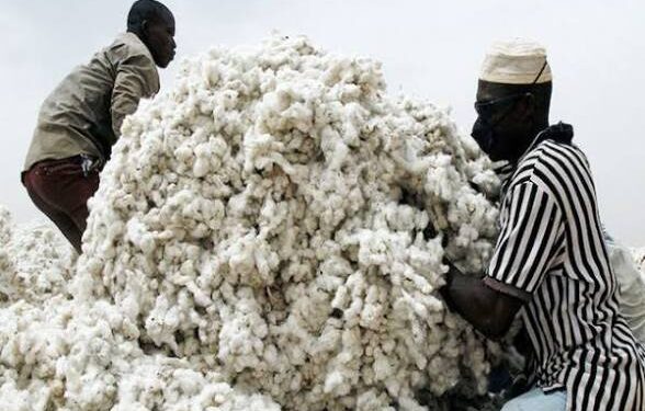 22,000 Gombe farmers quit cotton cultivation