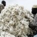22,000 Gombe farmers quit cotton cultivation