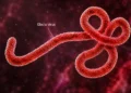 Ebola-Virus-Disease