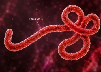 Ebola-Virus-Disease